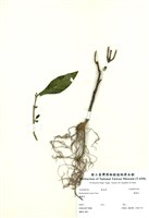 藏品(黃蝦花)的圖片
